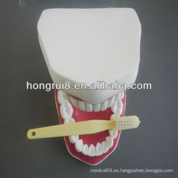 2013 VENTA CALIENTE 32/28 dientes modelo de cuidado dental